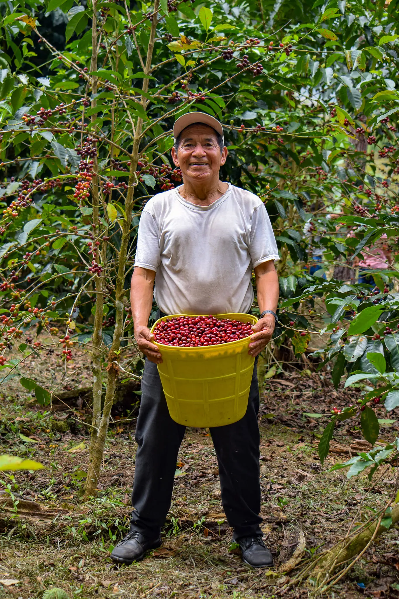 Reife Kaffeekirschen während der Ernte