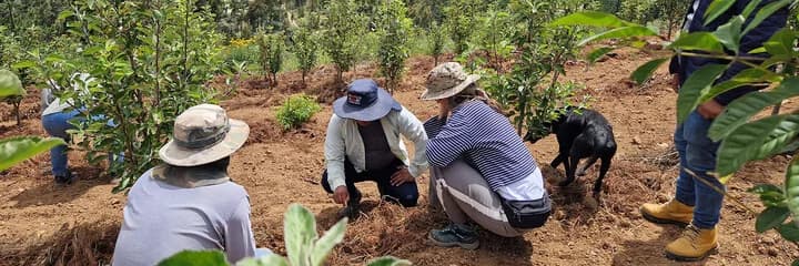 Kaffeeursprung Bolivien